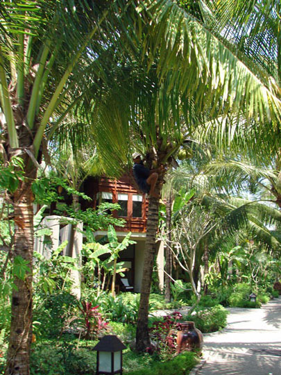 Hotel Amata Resort 